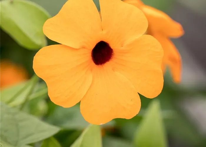 Schwarzäugige Susanne 'Sunny Susy® Red Orange'