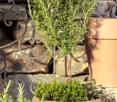 Rosmarinus officinalis 'Stamm'