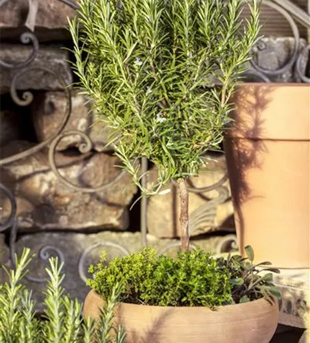 Rosmarinus officinalis 'Stamm'