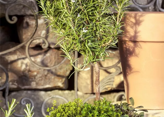Rosmarinus officinalis Stamm  Rosmarinus officinalis Stamm