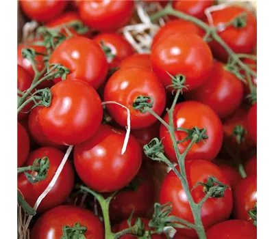 Tomate 'Picolino' Tomate 'Picolino'