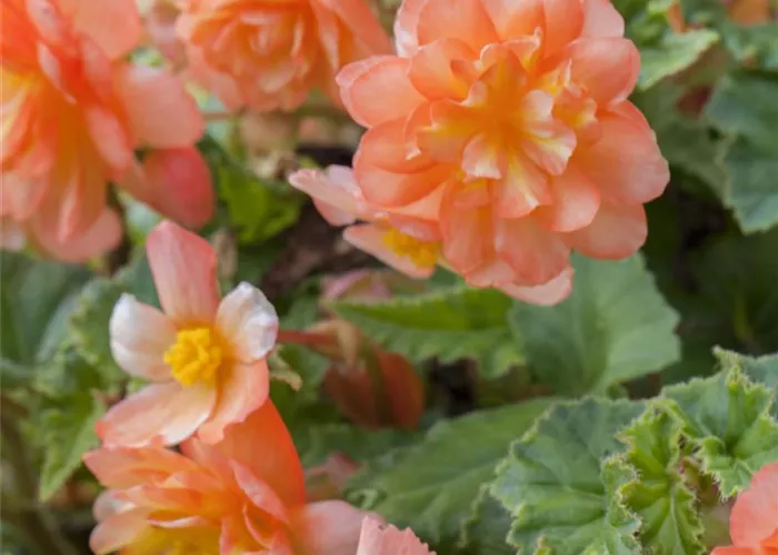 Girlanden-Begonie 'Illumination® Apricot'