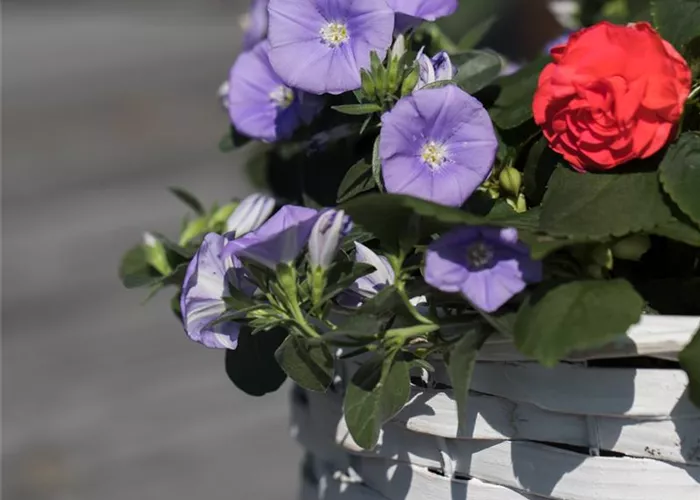 Zierwinde 'Manati® Deep Blue'