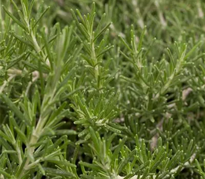 Rosmarinus off. 'Prostratus', Stamm