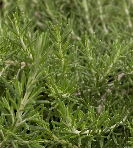 Rosmarinus off. 'Prostratus', Stamm