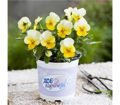 Mini-Winterveilchen 'Ice Babies® Cream Yellow Lip' Mini-Winterveilchen 'Ice Babies® Cream Yellow Lip'
