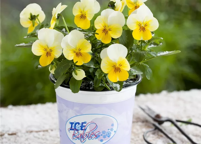 Mini-Winterveilchen 'Ice Babies® Cream Yellow Lip'