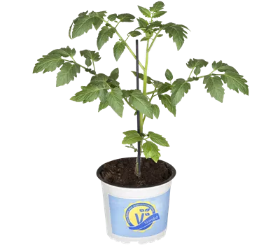 Datteltomate 'Mirado® Red' Datteltomate 'Mirado® Red'