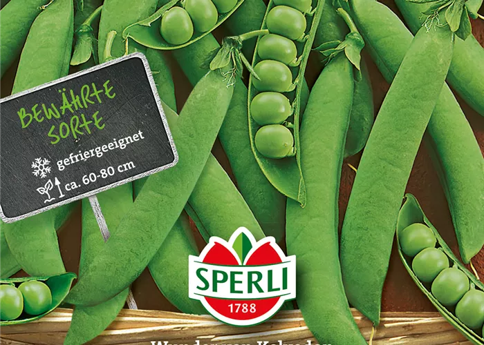 Markerbse 'Wunder von Kelvedon'