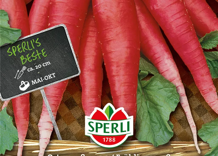 Rettich 'Ostergruß Rosa 2'