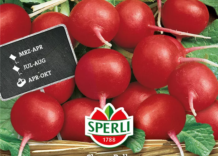 Radieschen 'Cherry Belle'