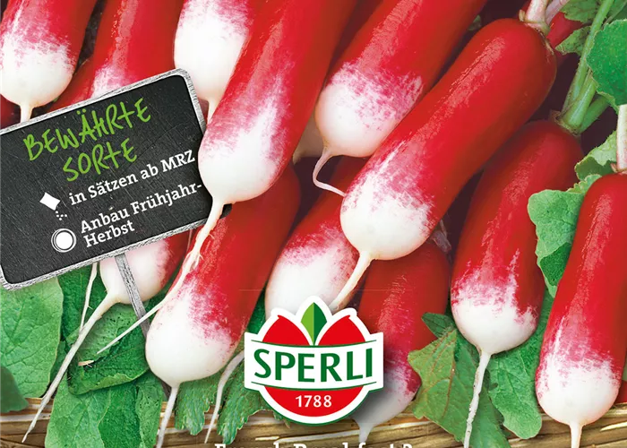 Radieschen 'French Breakfast'