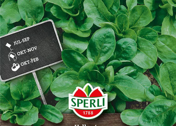 Feldsalat 'Vollhart 3'