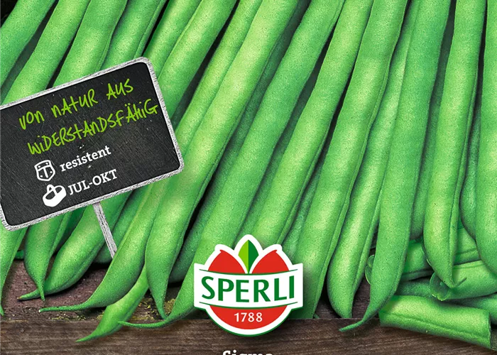 Buschbohne 'Sigma'