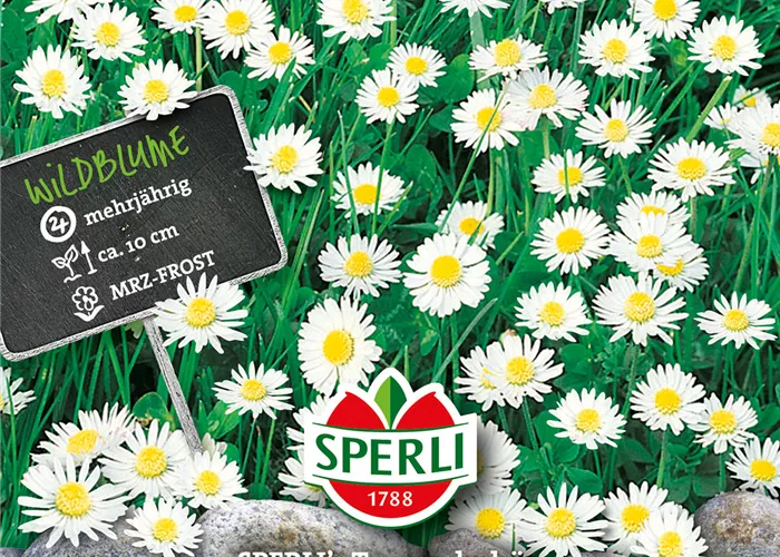 Gänseblümchen Gänseblümchen