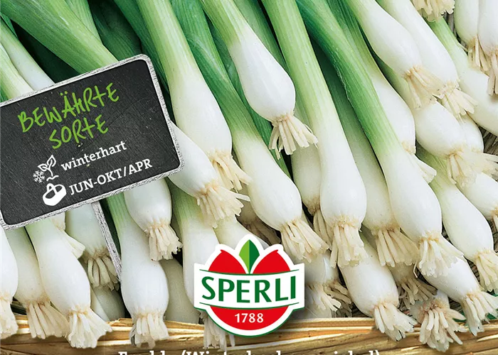 Winterzwiebel 'Freddy'