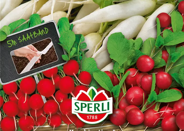 Radieschen Kombination 'Parat, Eiszapfen, Topsi'