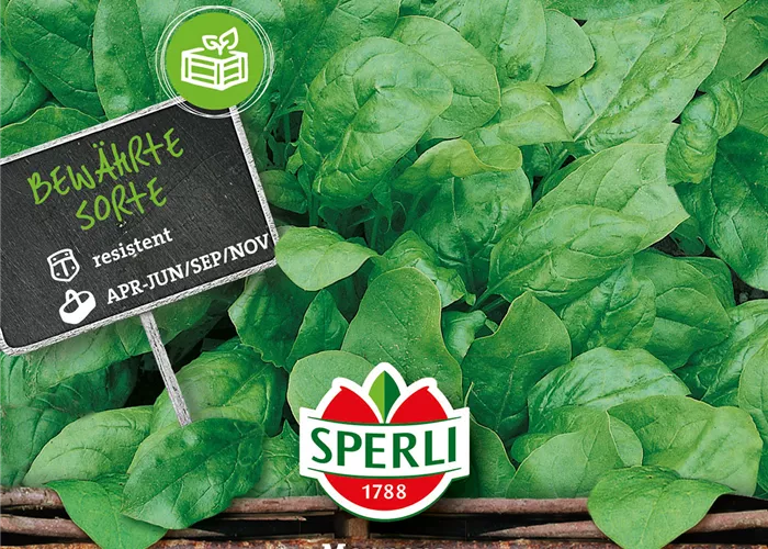 Echter Spinat 'Monnopa'