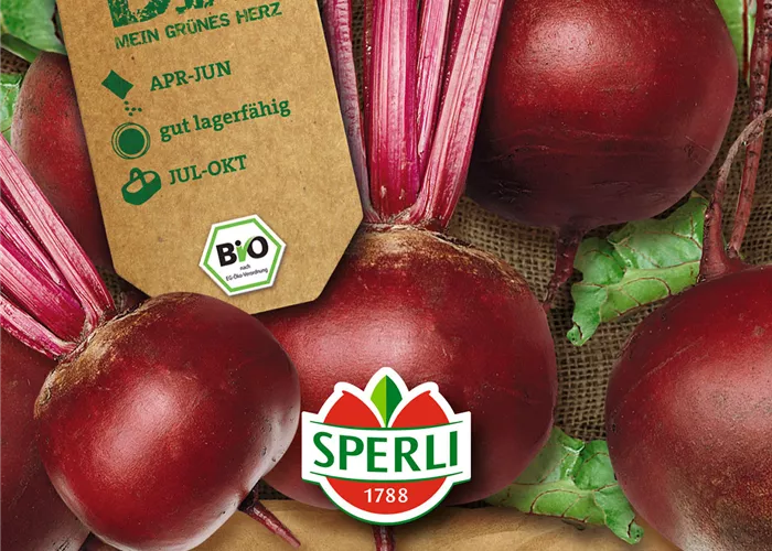 Rote Beete