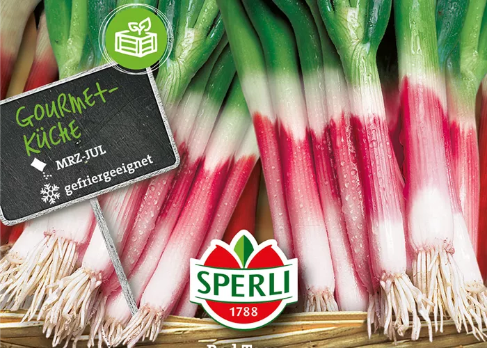 Lauchzwiebel 'Red Toga'