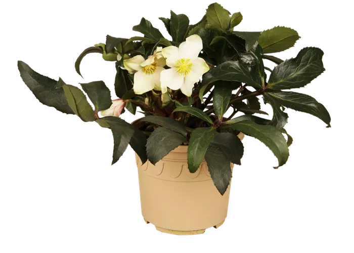 Christrose 'HGC Joker'®