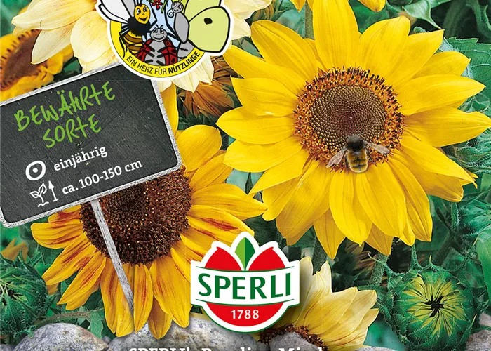 Sonnenblume 'Pocolino'