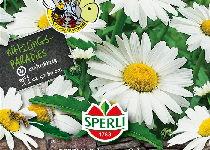 Garten-Margerite 'Schneeweißchen'