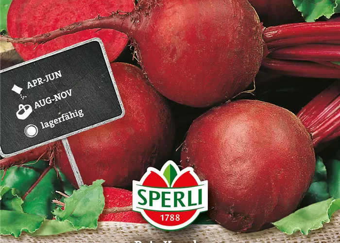 Rote Beete 'Rote Kugel 2'