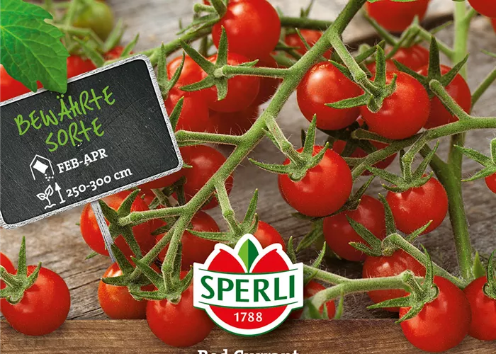 Wildtomate 'Red Currant'