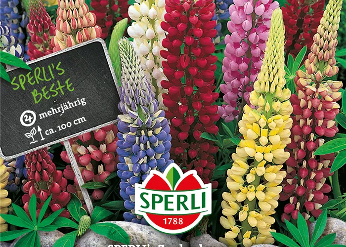 Garten-Lupine 'Zauberkerze'