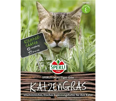 Katzengras Katzengras