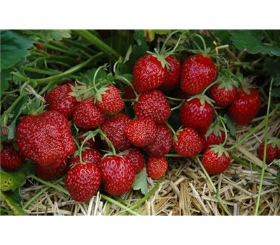 Hummi ® Aroma-Auslese, 6er- & 12er Set Hummi ® Aroma-Auslese, 6er- & 12er Set