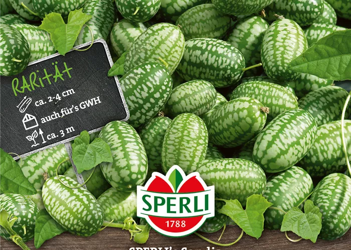 Mexikanische Minigurke 'Sandia'