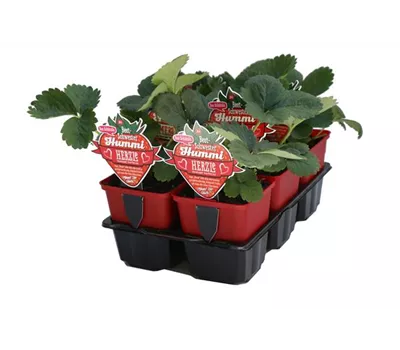 Hummi ® Herzle, 6er- & 12er Set Hummi ® Herzle, 6er- & 12er Set