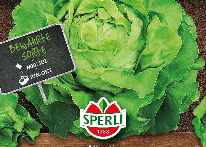 Kopfsalat 'Attraktion'