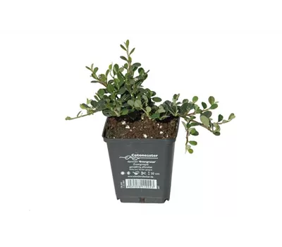 Cotoneaster dam. 'Frieders Evergreen', 12er Set