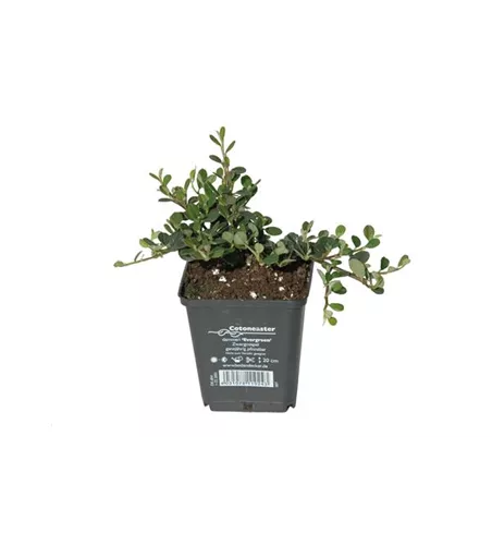 Cotoneaster dam. 'Frieders Evergreen', 12er Set