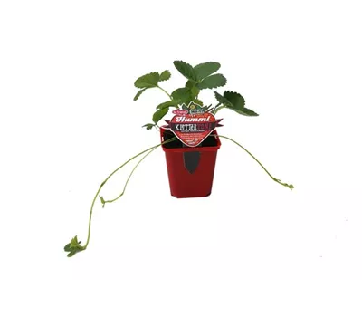 Hummi ® KletterToni, 6er Set Hummi ® KletterToni, 6er Set