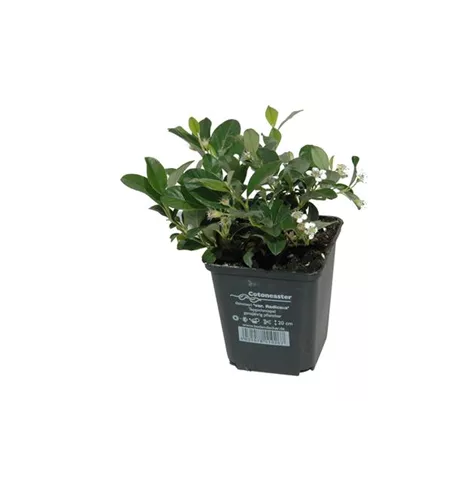 Cotoneaster dam. 'Radicans', 12er Set