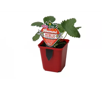 Hummi ® Meraldo, 6er Set Hummi ® Meraldo, 6er Set