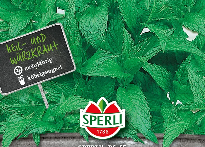 Pfefferminze 'Pfeffi'