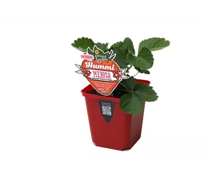 Hummi ® Merosa, 6er Set Hummi ® Merosa, 6er Set