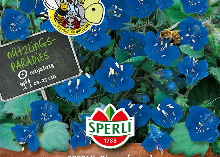 Büschelschön Büschelschön