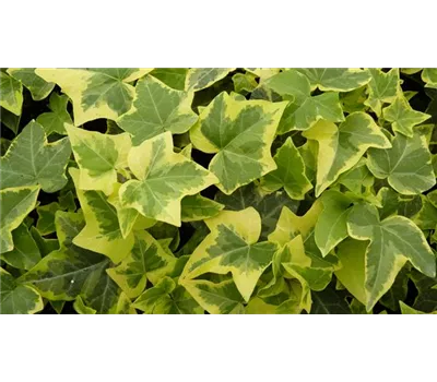 Hedera helix 'Gold Child', 12er Set