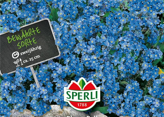 Wald-Vergissmeinnicht 'Blue Ball' Wald-Vergissmeinnicht 'Blue Ball'