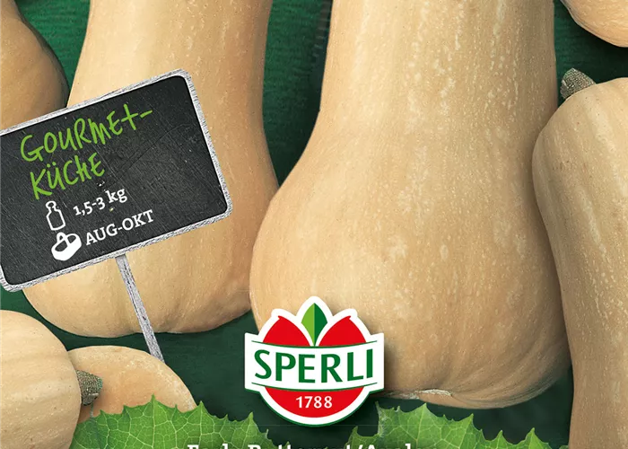 Butternuss-Kürbis 'Avalon'