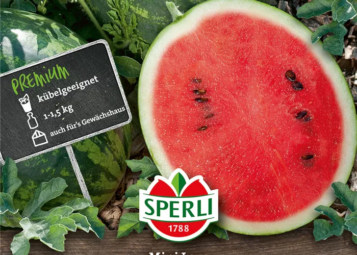 Wassermelone 'Mini Love'