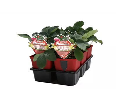 Hummi ® Neue Mieze, 6er- & 12er Set Hummi ® Neue Mieze, 6er- & 12er Set