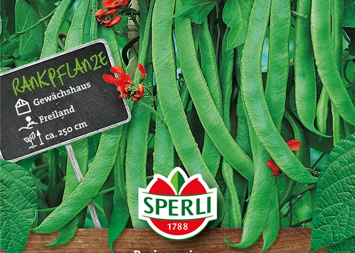 Prunk-Bohne 'Preisgewinner'