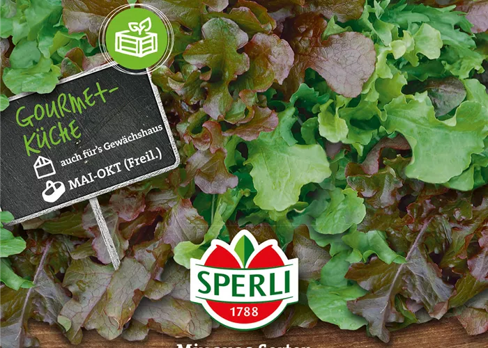 Salatmix aus 3 Sorten